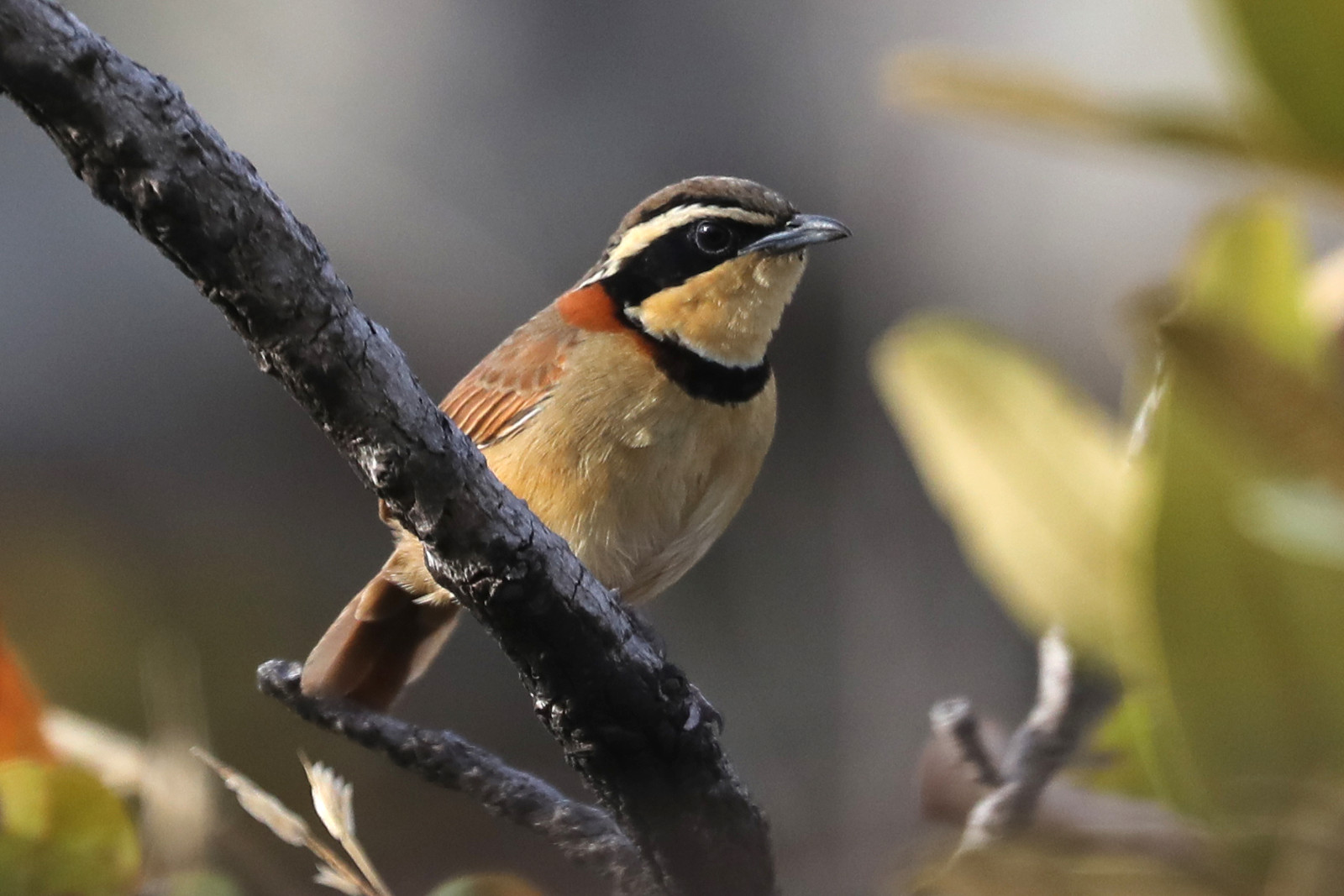 image Collared Crescentchest